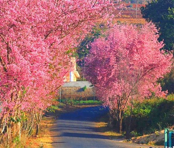 Du lịch Đà Lạt vào mùa xuân