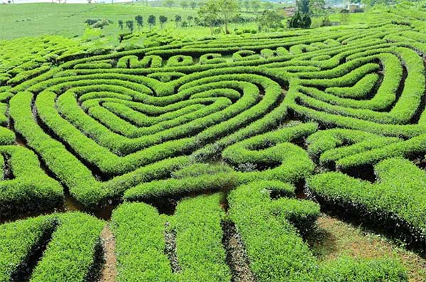 Kinh nghiệm đi Mộc Châu bằng ô tô tự lái